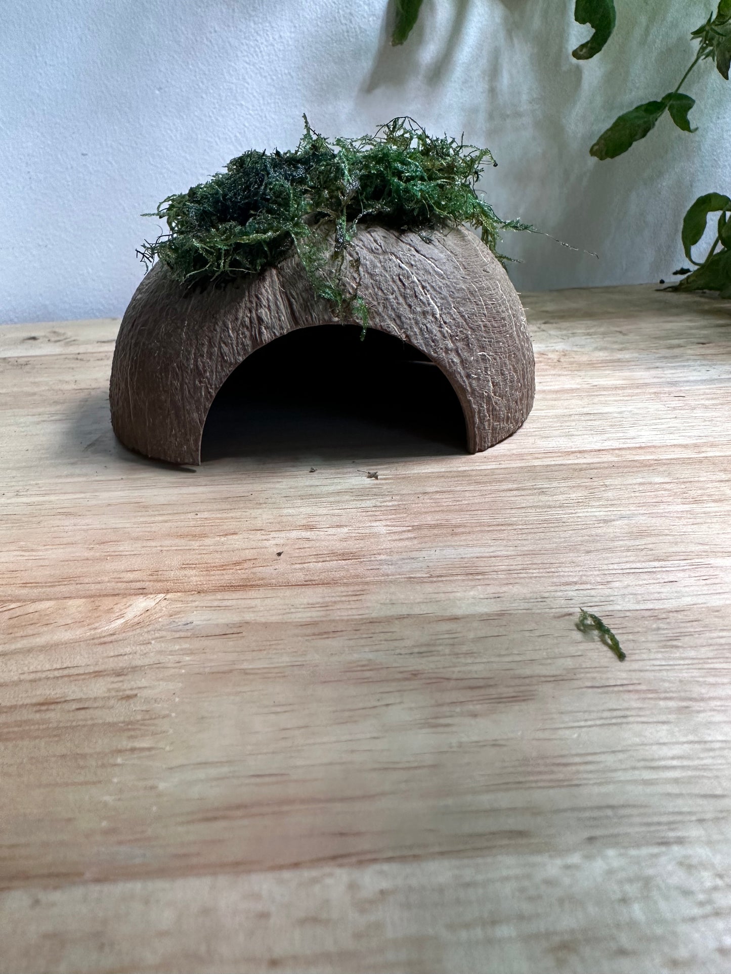 Shrimp Hide Coconut Shell with Java Moss.