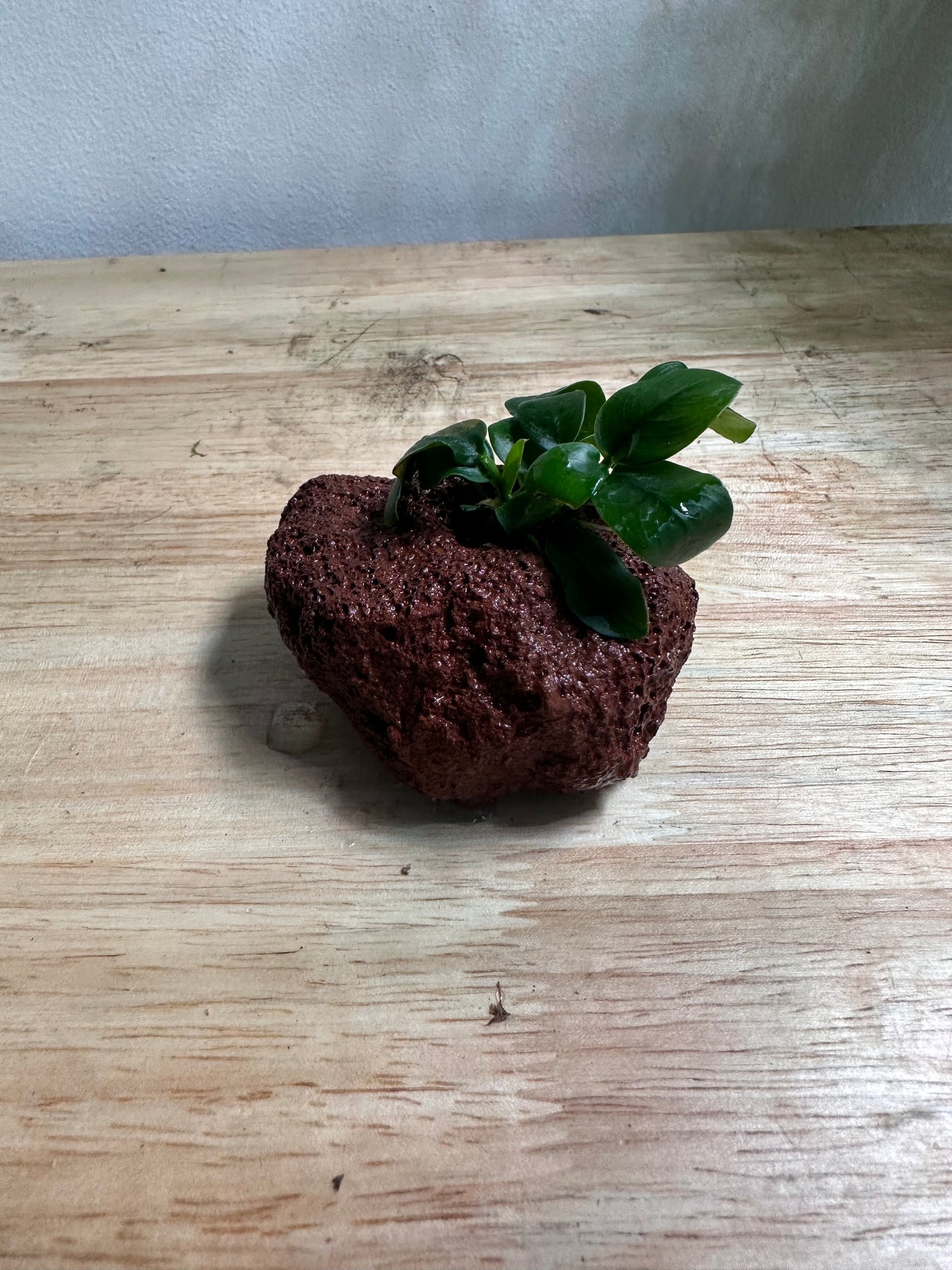 Lava Rock With Anubias