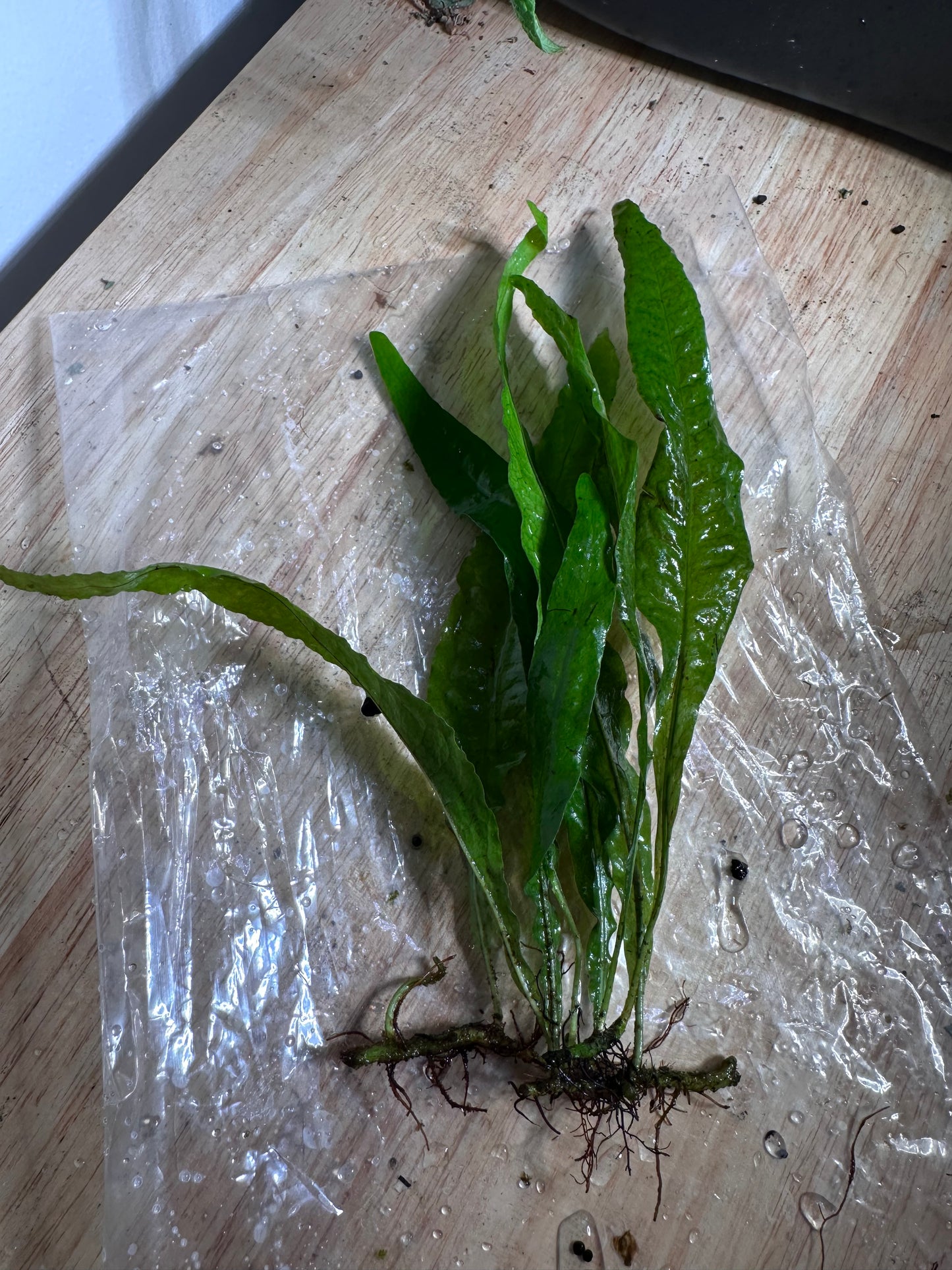 Java fern