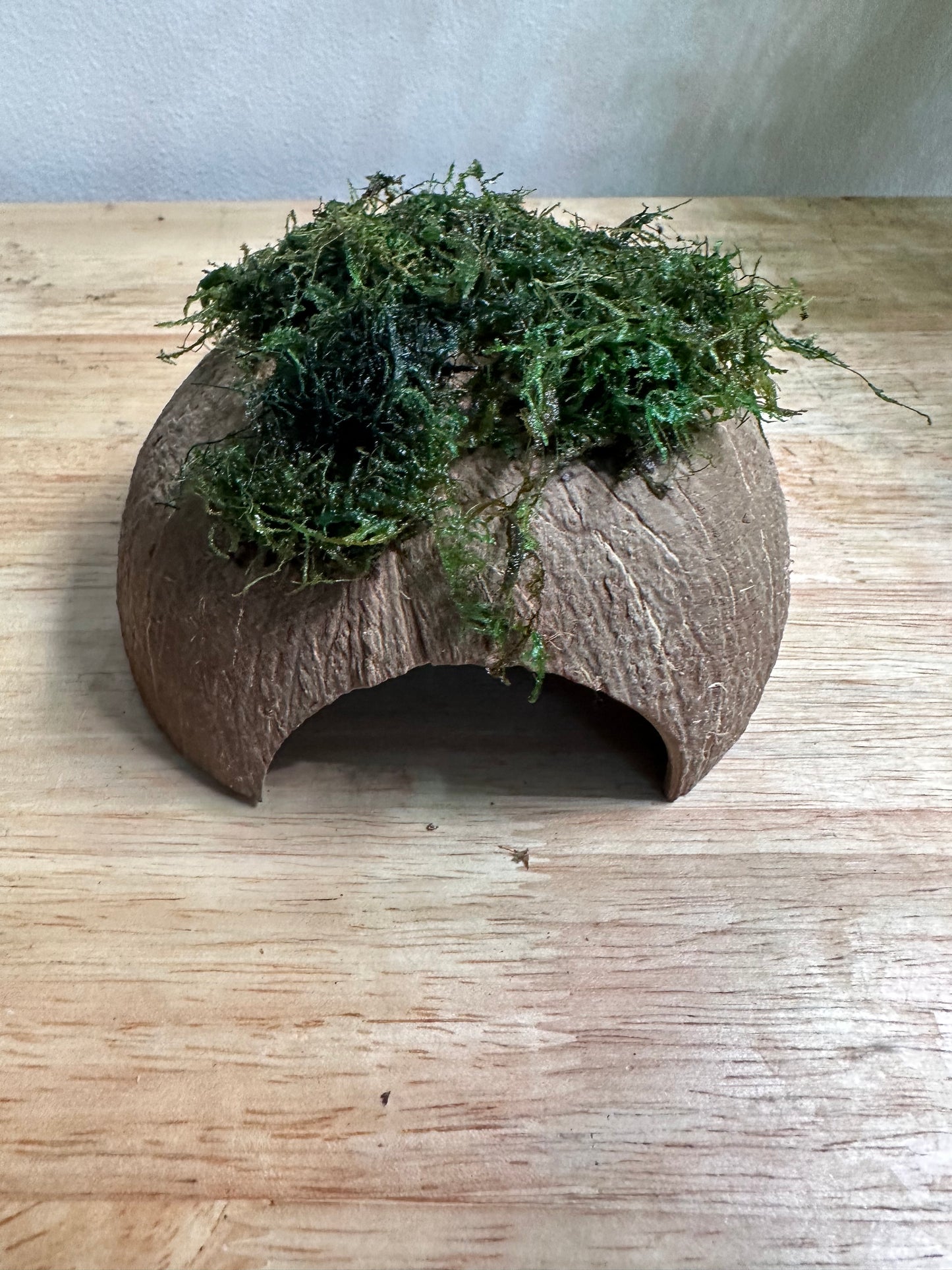 Shrimp Hide Coconut Shell with Java Moss.