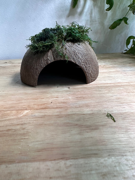 Shrimp Hide Coconut Shell with Java Moss.