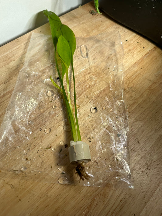 Amazon sword